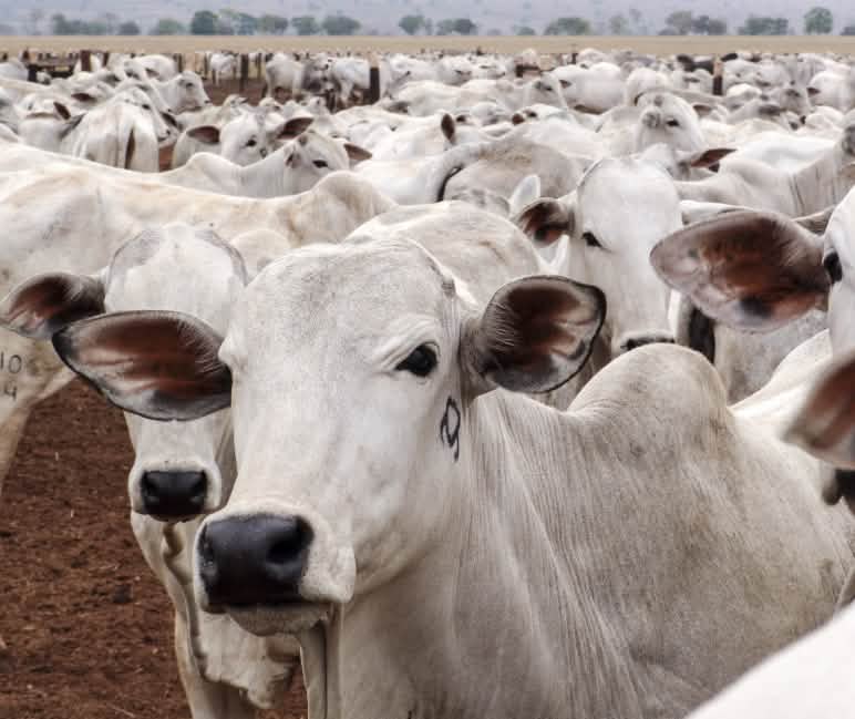 Rebaño de ganado bovino en Mato Grosso
