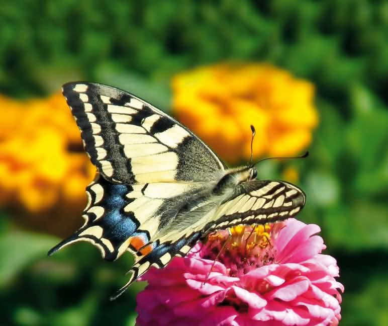 Podalirio: mariposa cola de golondrina
