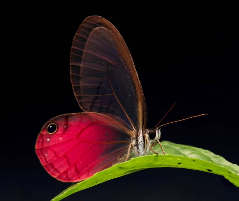 Mariposa Cithaerias pireta, que habita en el bosque protector Los Cedros, posada sobre una hoja, con fondo negro
