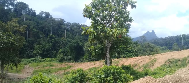 Superficie de selva talada con el karst de Tres Marías de fondo