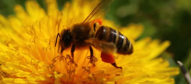 Abeja en flor