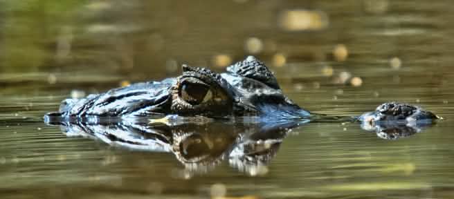 Cocodrilo parcialmente sumergido en el río Orinoco, Venezuela