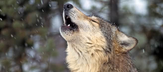 Lobo europeo