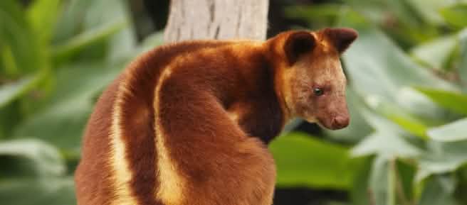 Canguro arborícola en Papúa