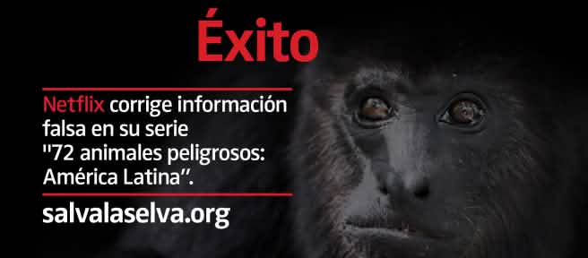 Mono aullador negro (Alouatta carayá) "en peligro"