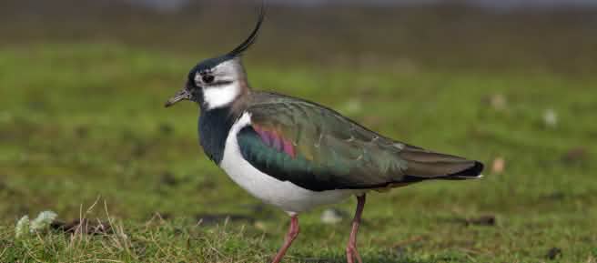 Tero