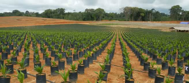 Plantación de palma aceitera