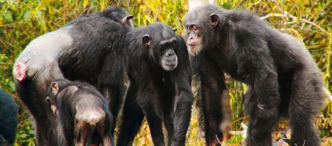 Chimpancés