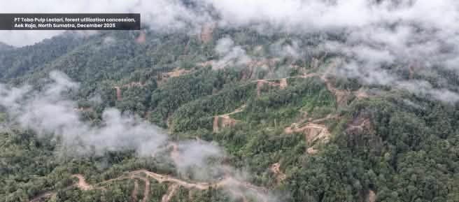 Foto de la selva tomada con dron