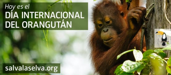 Salva la Selva celebra el Día Mundial del Orangután - 19 de Agosto (© collage: istock/wayimage) Orangután de Borneo