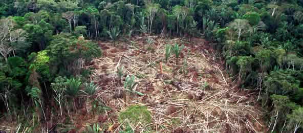 Bolsonaro favorece la destrucción de la Amazonía Tala de la Amazonía en Brasil