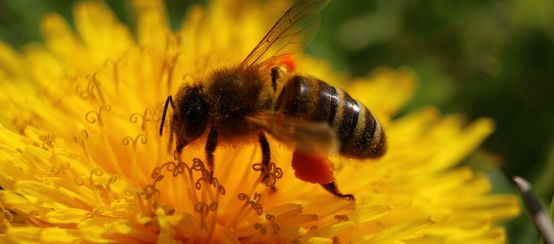 Abeja en flor