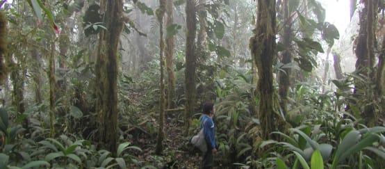 Vista del bosque nublado de Intag. Una persona se encuentra también en la imagen.