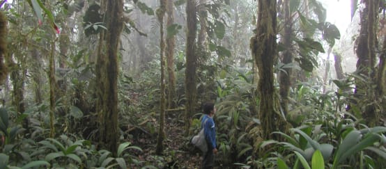 Bosque nublado en medio de la concesión minera de Llurimagua, cerca de la comunidad Junín, en Intag (© RdR/ Klaus Schenck) Vista del bosque nublado de Intag. Una persona se encuentra también en la imagen.