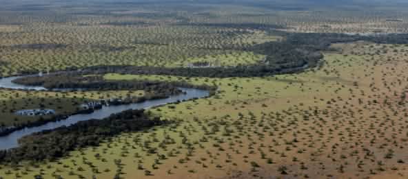 El cerrado es la sabana de Brasil: no es un bosque, pero es igualmente importante para la protección de la biodiversidad, el clima y los pueblos indígenas. (© mongabay.com) El cerrado de Brasil, vegetación y río, a vista de pájaro.