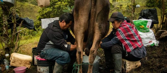 Dos personas ordeñan una vaca. Parroquia La Merced de Buenos Aires, Imbabura, Ecuador