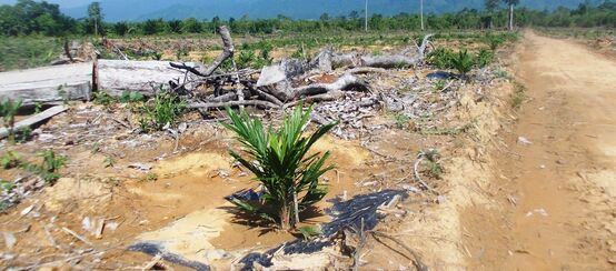 Selva talada en Palawan