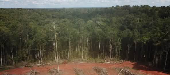 La deforestación de la selva tropical es ecocidio (© Pusaka) Destrucción de la selva tropical en Papua, Indonesia, para establecer palma aceitera