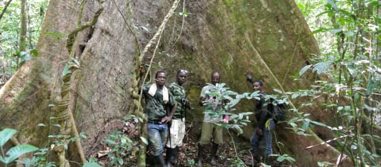 Trabajadores de la Wild Chimpanzee Foundation (WCF) y ecoguardias ante un árbol gigante en el Parque Nacional de Sapo, Liberia