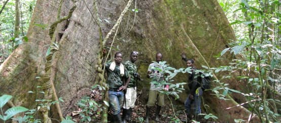 Árboles gigantes en el Parque Nacional Sapo de Liberia (© Rettet den Regenwald / Mathias Rittgerott) Trabajadores de la Wild Chimpanzee Foundation (WCF) y ecoguardias ante un árbol gigante en el Parque Nacional de Sapo, Liberia