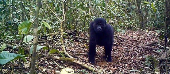 Gorila en el Bosque de Ebo, Camerún