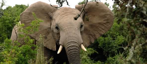 Se calcula que cada año se cazan furtivamente entre 20.000 y 30.000 elefantes africanos. (© Public Domain) Elefante africano en el bosque