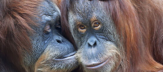 Dos orangutanes
