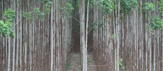 Plantación de eucalipto