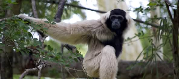 El gibón crestado sólo vive en Camboya, Tailandia y Laos - los primates están en peligro crítico de extinción por la dramática disminución de sus hábitats (© Dean Croshere/CC BY 2.0) Pileated gibbon (hylobates pileatus)