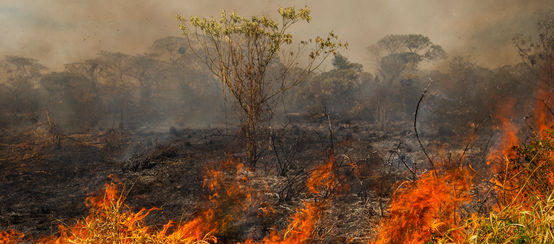 Incendio forestal en Brasil