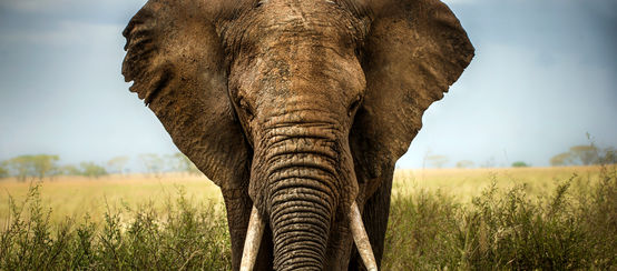 Elefante africano en la savana