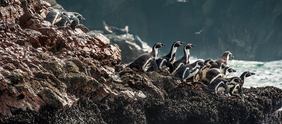 Grupo de pingüinos Humboldt en las rocas