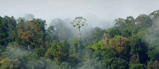 Selva tropical amazónica