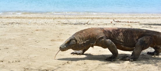 Un dragón de Komodo camina por la arena