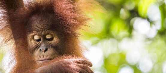 Orangután de Sumatra (Pongo abelii)