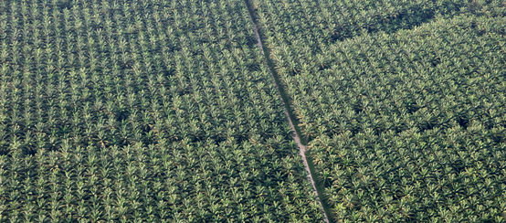 Palma aceitera, plantación en Perú.