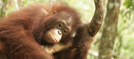 Orangután en Kalimantan Central, Borneo