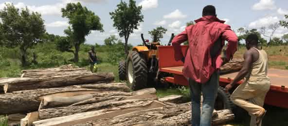 Troncos de madera de palo de rosa en Ghana