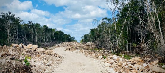 Deforestación para construir las vías del Tren Maya