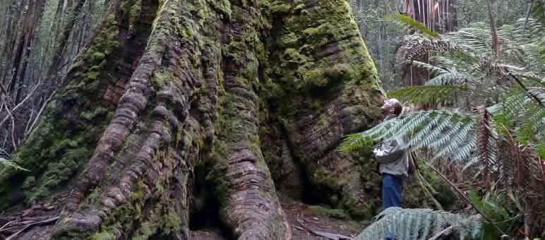 Los árboles más altos del mundo continúan bajo protección (Foto: bishib70/Flickr)