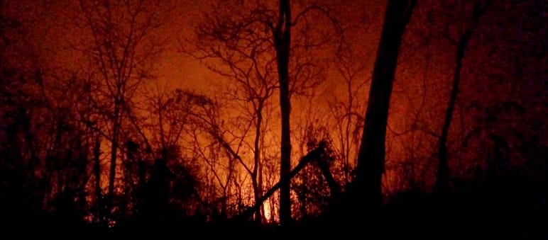Los restos carbonizados de los árboles destacan sobre el cielo nocturno iluminado de rojo por las llamas