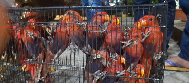 Loros rojos en jaulas