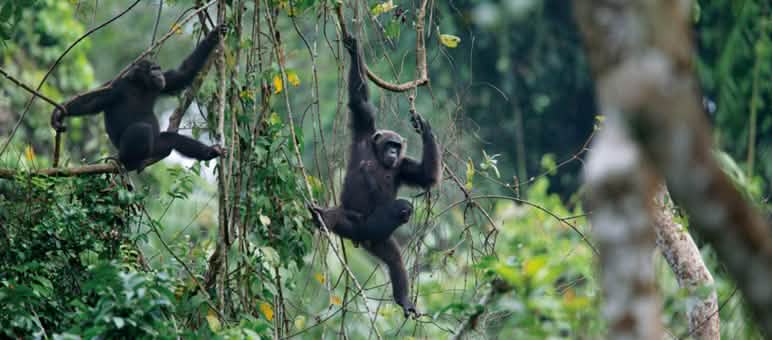 Dos chimpancés en el bosque Ebo, colgando de lianas y trasladándose de árbol a árbol