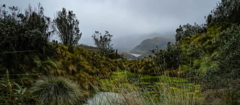 Los páramos son ecosistemas emblemáticos fundamentales para el agua y amenazados por la minería Páramos en el Parque Nacional del Cajas, Azuay, Ecuador