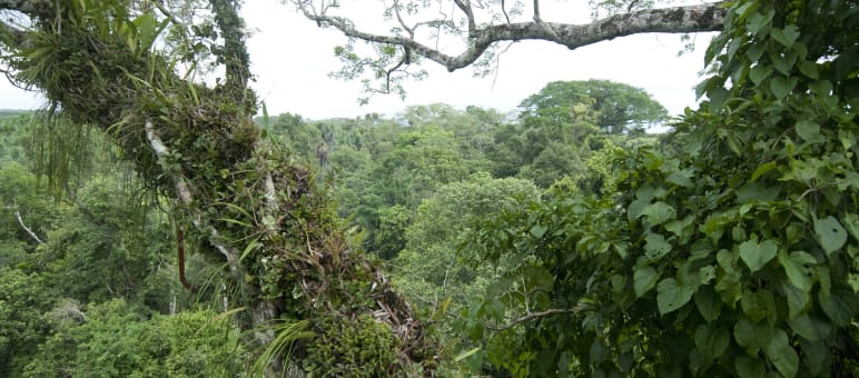 Parque Nacional Yasuní en Ecuador