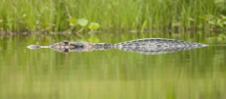 Caimán negro semi sumergido en un río, en el Parque Nacional Yasuní