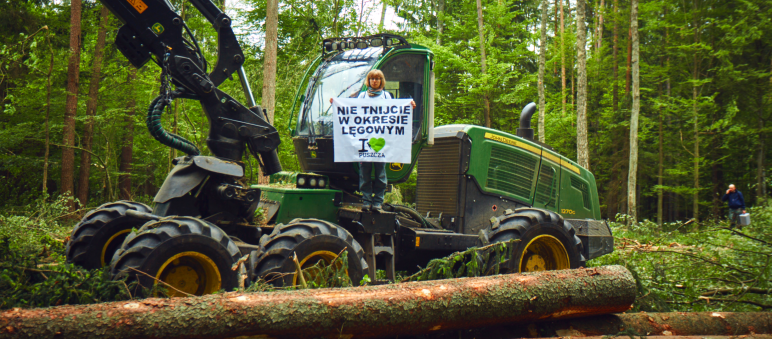 Activistas han detenido una y otra vez las máquinas. Ahora el Tribunal Europeo apoya su acción. Protesta contra la tala del bosque de Bialowieza en Polonia