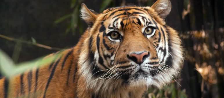 Tigre de Sumatra (Panthera tigris sumatrae)