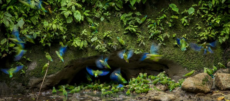 Papagayos en el Parque Nacional Yasuní