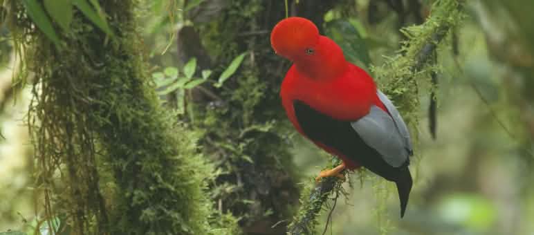 El emblemático gallo de la peña (Rupicola peruvianus) en el Bosque Protector Los Cedros Gallo De la Peña (Rupicola peruvianus)